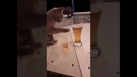 #shorts Смешные Коты Из Тик Тока 34 Funny Cats From Tiktok Funny Cats From TikTok