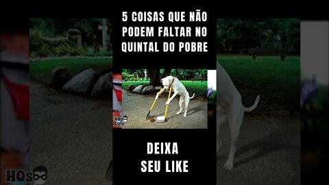 5 coisas que não podem faltar no quintal do pobre | #SHORTS