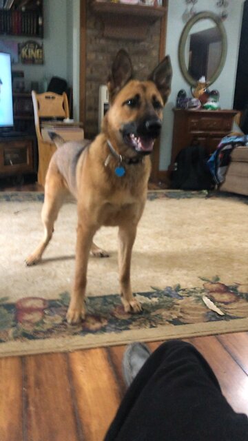 Maggie the dog tricks