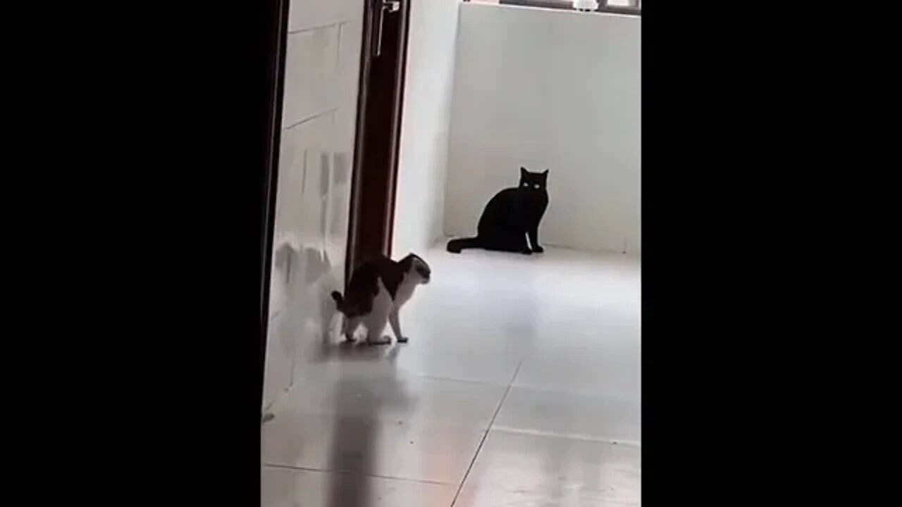 Wee😂 #foryou #foryoupage #funny #viral #wee #animals #funnyvideo #fypage #funnyanimals #fyp