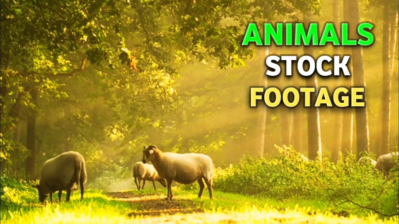 Animals Stock Footage | Animals Video _ Relaxing Music |