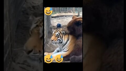 Tiger and bear @Jaiden Animations @Genevieve's Playhouse - Learning Videos for Kids