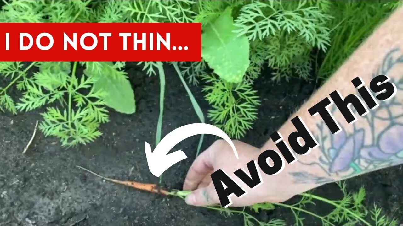 Stop Thinning Root Vegetables 🛑 🥕& Maximize Your Garden Produce Why I Slowly Thin ALL Year.