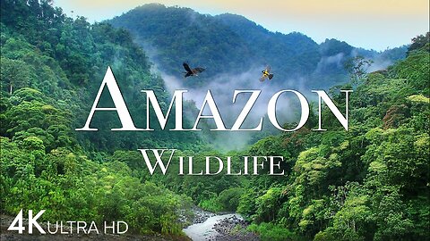 Amazon Wildlife 4K - Animals That Call The Jungle Home - Amazon Rainforest -Relaxation Music