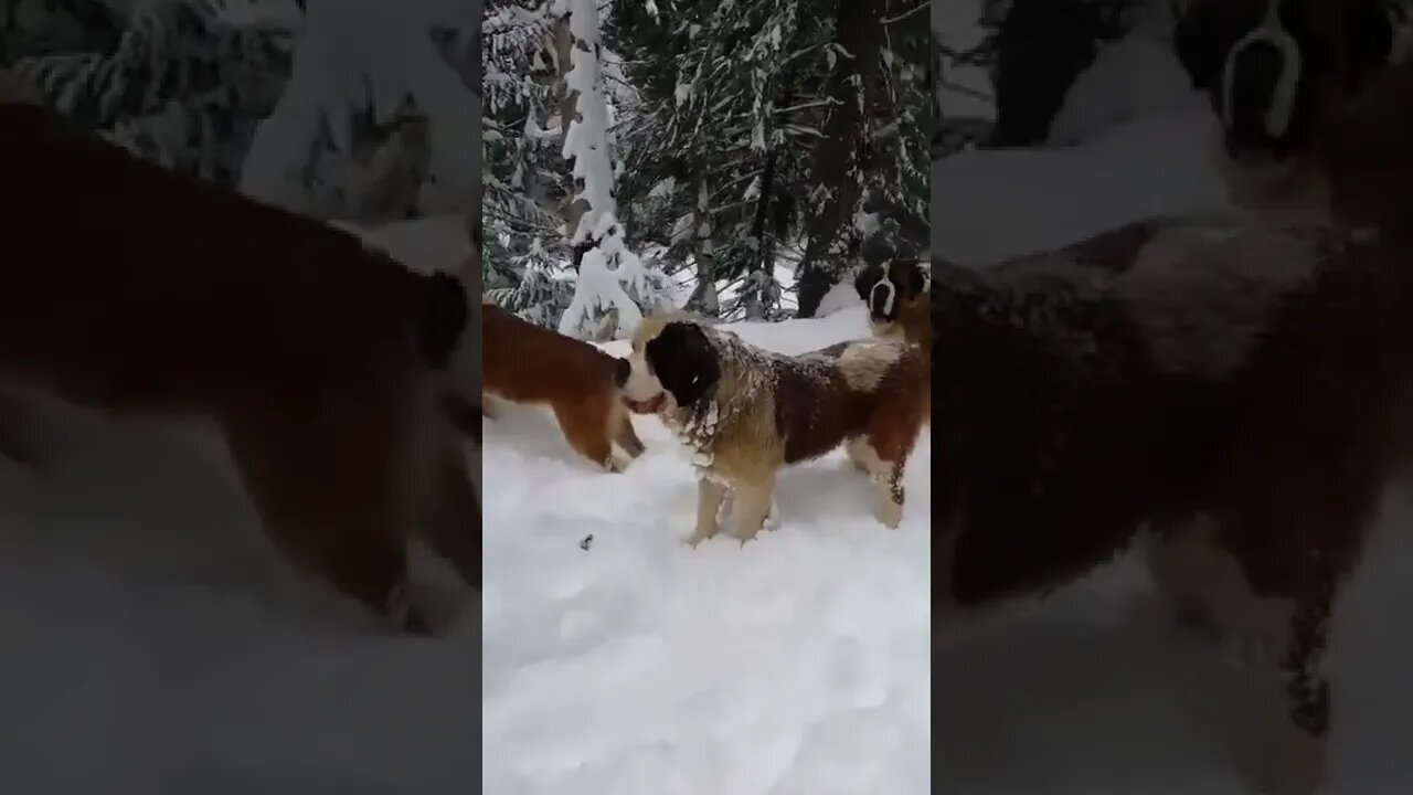 Cute dogs in the snow #shorts