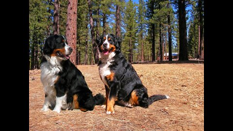 Bernese Mountain Dog Playing Rough in the Snow #shorts