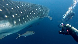 Scuba diver has mind-blowingly close encounter with giant whale shark