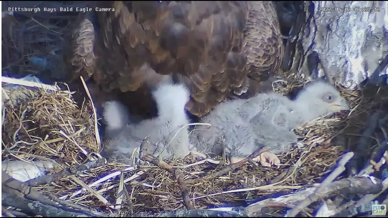 Hays Bald Eaglet shows choanal slit of the mouth 2022 04 02 925am