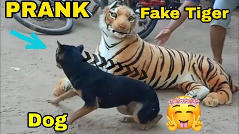 Troll Prank Dog Funny & fake Lion and Fake Tiger Prank To dog & Huge Box Prank to dog
