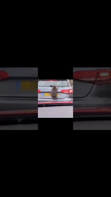 This Audi is really poor!.#monkey #animals #fyp #funny #foryoupage #funnyvideo #stupid