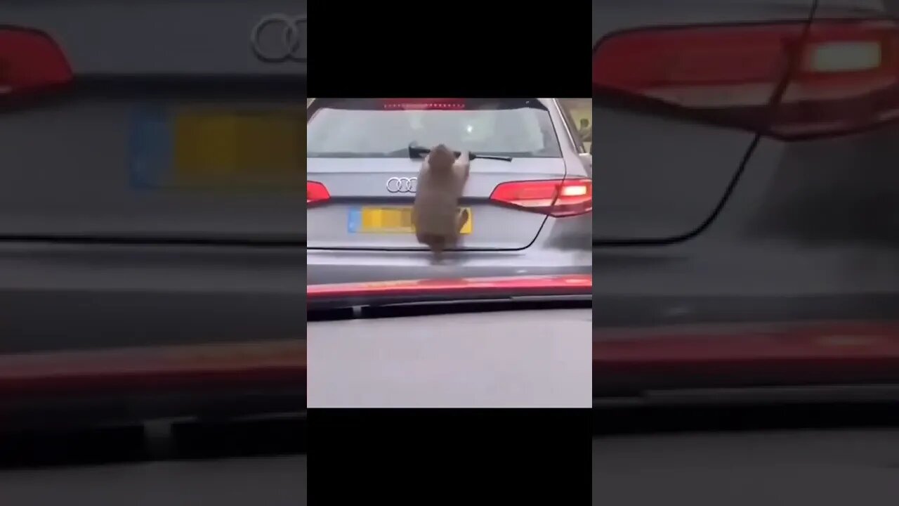 This Audi is really poor!.#monkey #animals #fyp #funny #foryoupage #funnyvideo #stupid