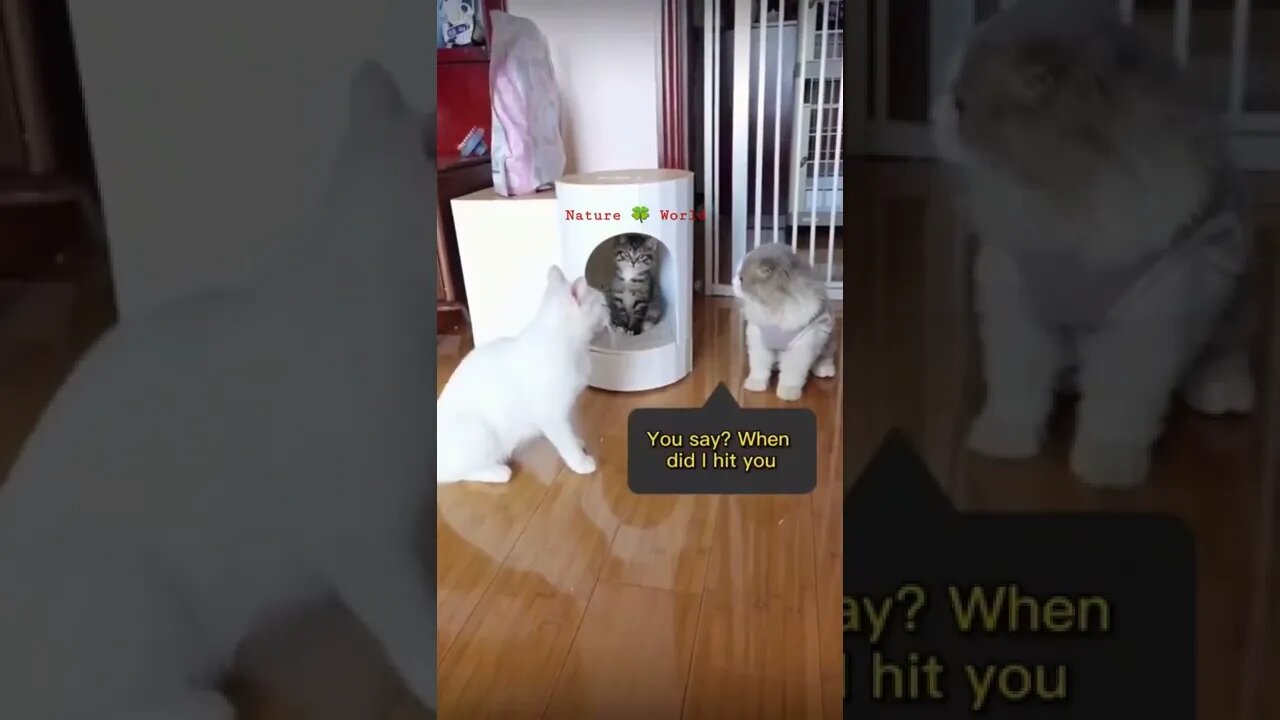 छोटी बिल्ली ने बड़ी बिल्ली को पिटवाया🤣Funniest Cat👈