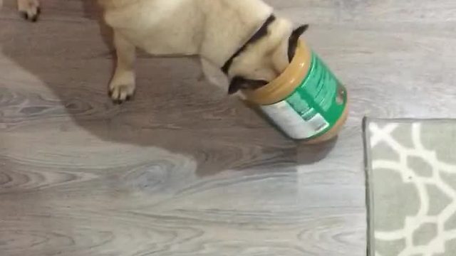 Pug gets head stuck in peanut butter jar