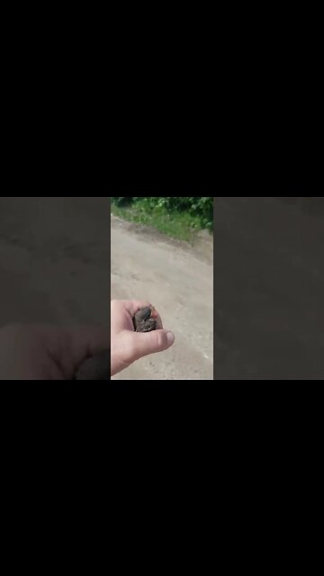 Freeing a young Bird. Get him into the bush.