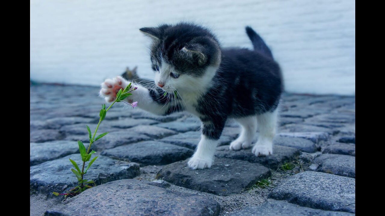 Cute cat playing with Cheeks and Toys