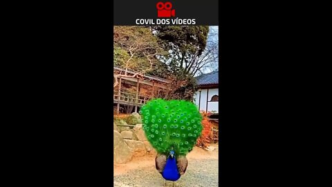 PAVÃO SE EXIBINDO