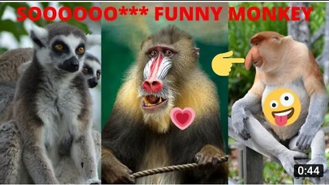 Monkeys funny comedy video