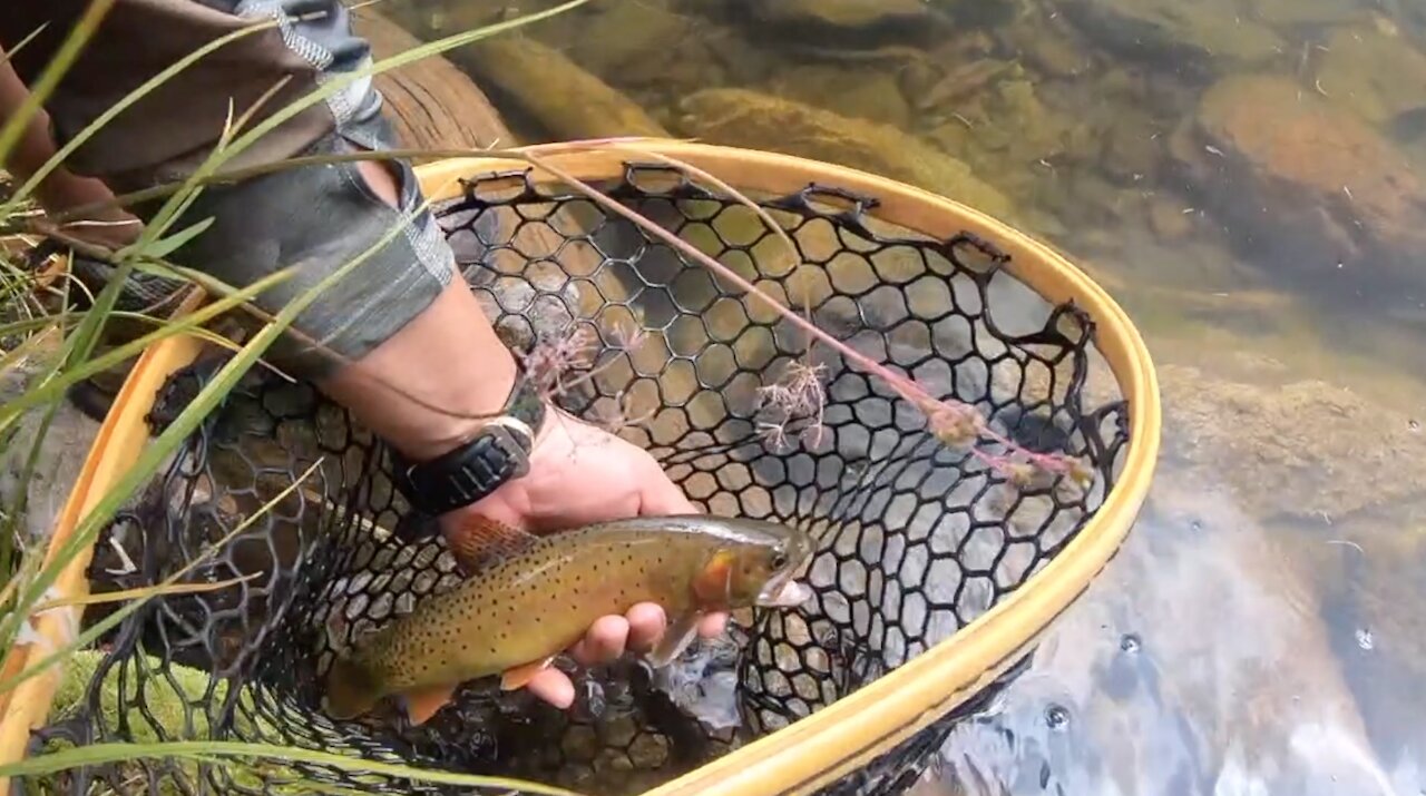 Mountain Cutthroats - Fly Fishing New Mexico 2021