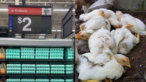 Walmart's $2 eggs-Is this FOR REAL