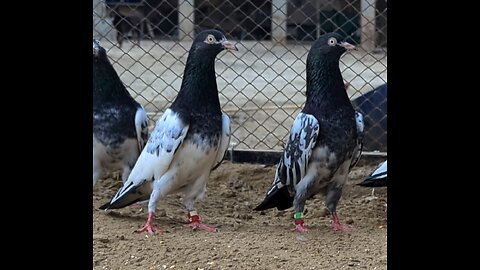 Royal Teddy pigeons ka jora bohat Pyara mashallah sy