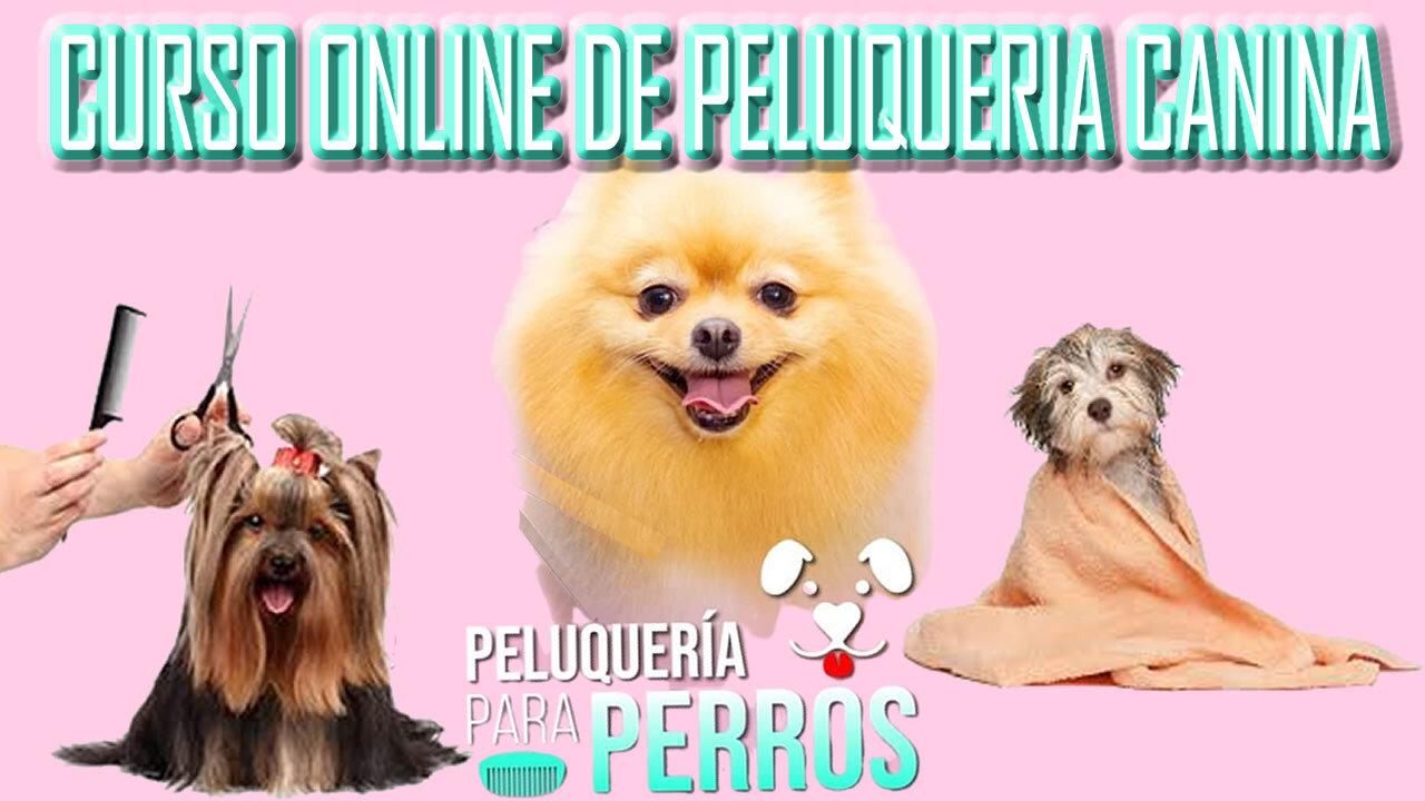 APRENDE PELUQUERIA PARA PERROS Y GANA MUCHO DINERO!!