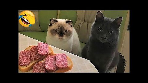 Best Funny Animal Videos Of The 2022 🤣 - Funniest Cats And Dogs Videos 😺😍