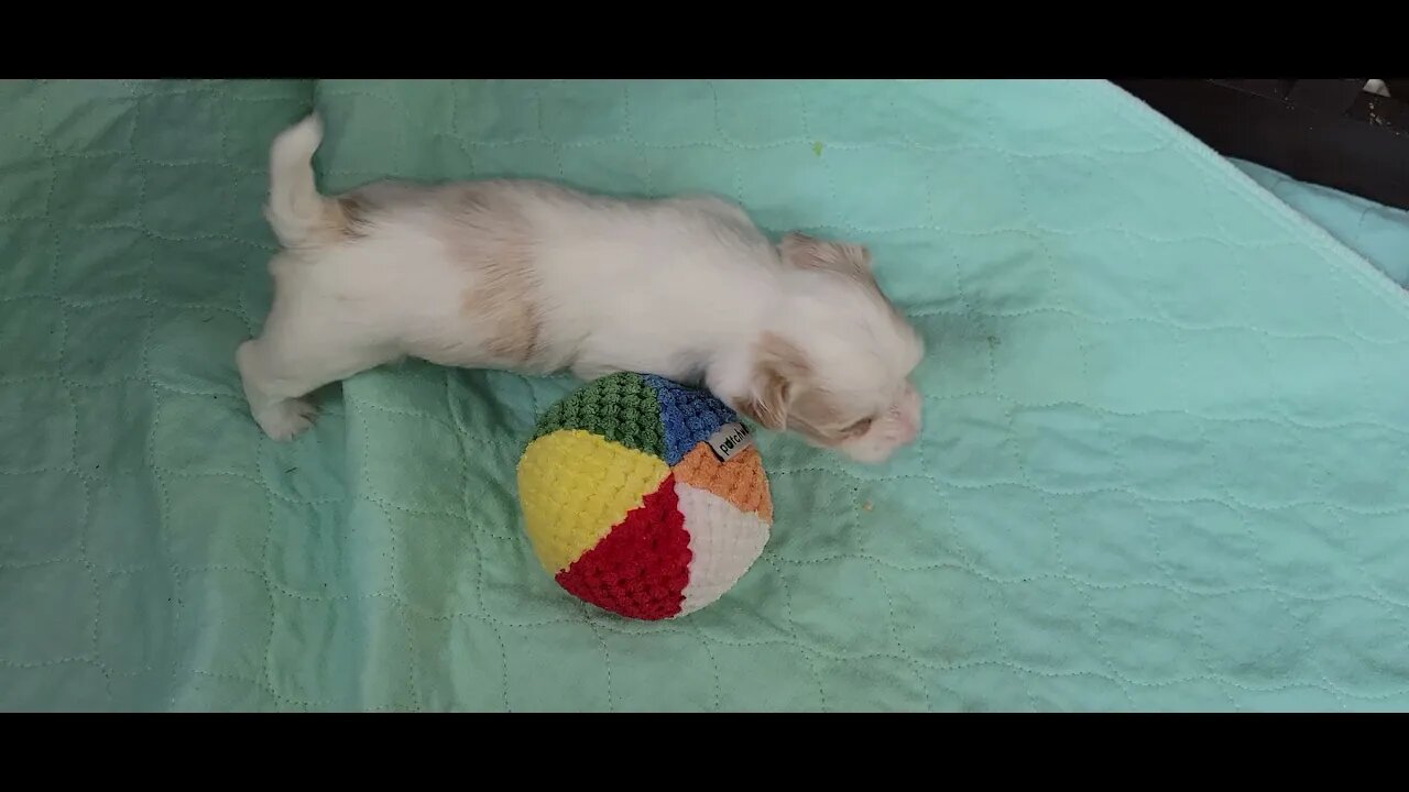 O Litter.. Getting Big!(1)