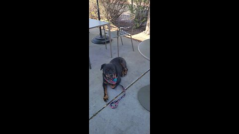 Self taught Service Dogs Need. .