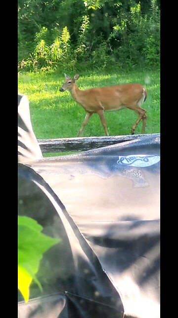 Deer out our Kitchen Window 7-18-24