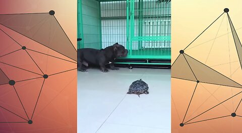 Dog confuse from turtle Amazing Meme