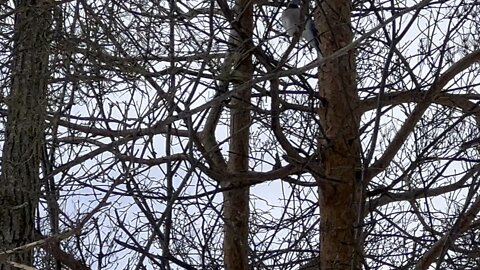 Blue Jays James Gardens Toronto