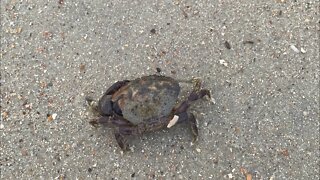 QuickCast from Edisto Beach, South Carolina!