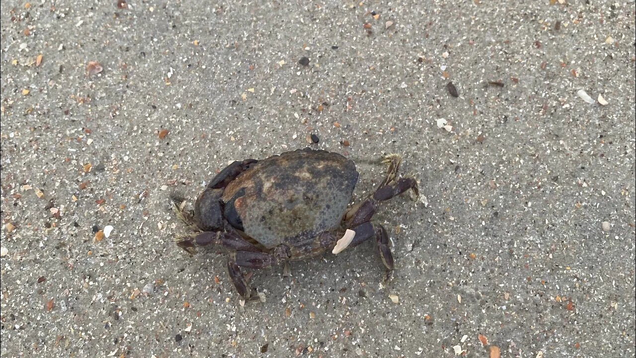 QuickCast from Edisto Beach, South Carolina!