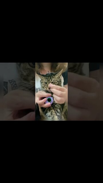 Aww 🥰 kitty watching made him go cross eyed