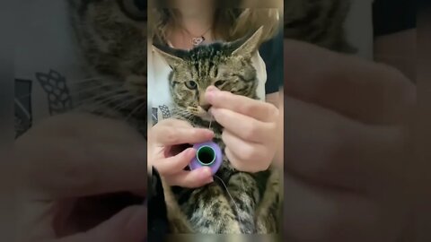 Aww 🥰 kitty watching made him go cross eyed