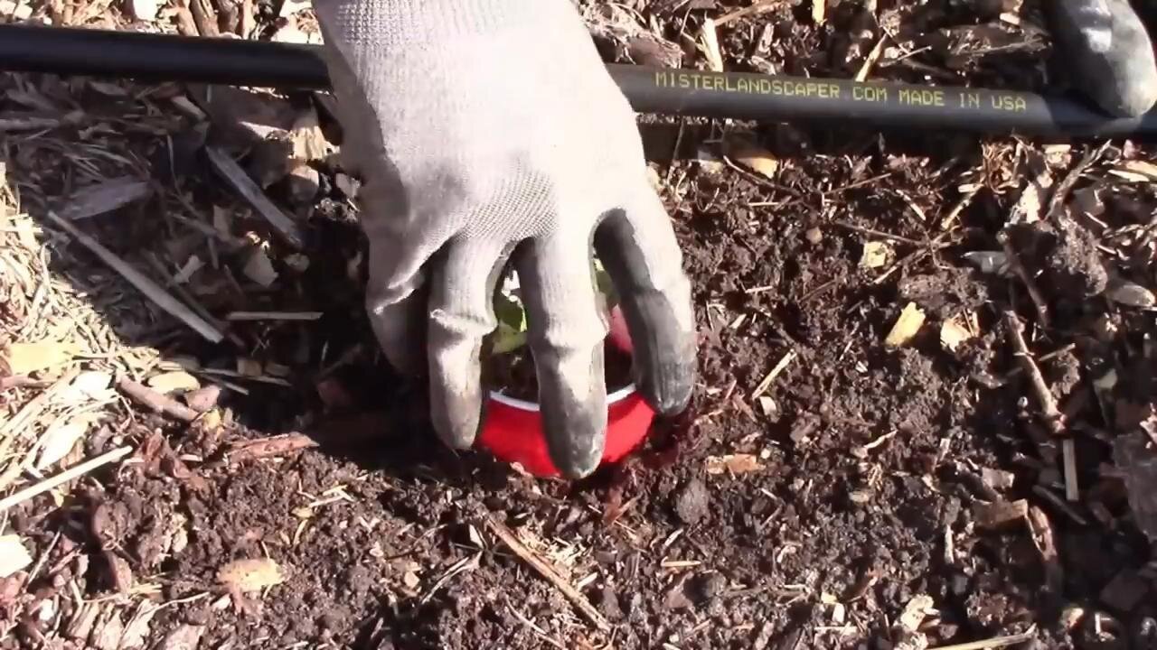 Quick Gardening Tip #1 - How to Make a Cutworm Collar