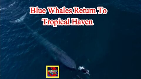 Blue whales return to tropical haven