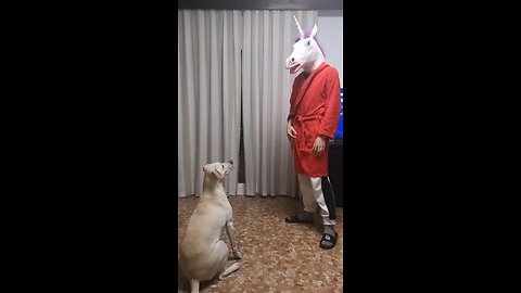Curiquitaca Challenge With Dog • Dog Reaction