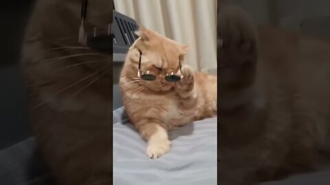 Cat funny video #cat video#cat funny#cat short#cat video Short