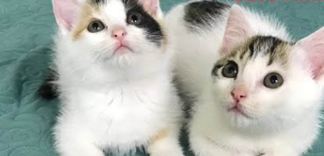 Cute Kittens - Funny Cat Videos Compilation 2023