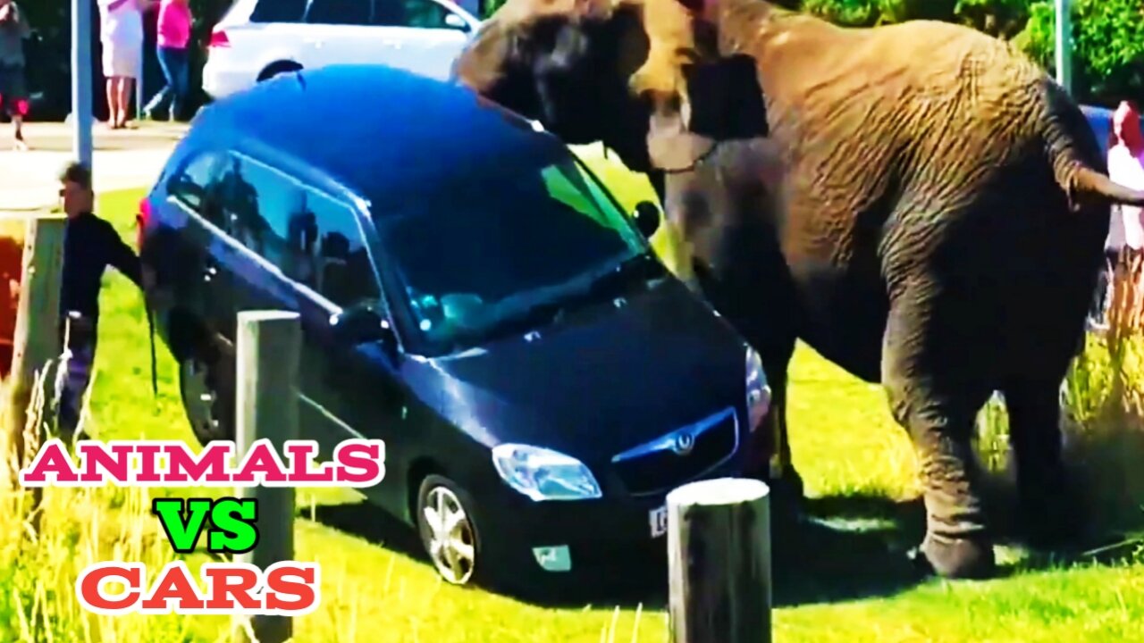 Animals Vs Cars | When Animals Gone Wild |