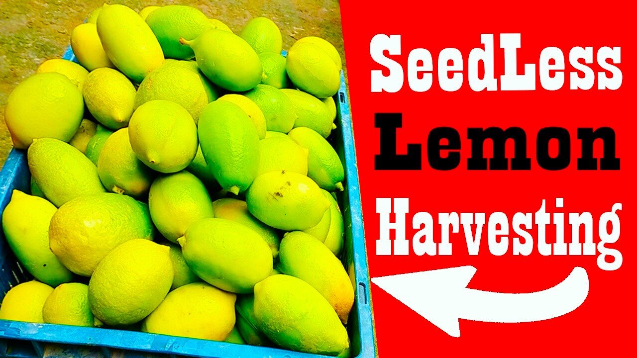 Seedless Lemon Farming | Lemon Harvesting Video by Notun Luxury