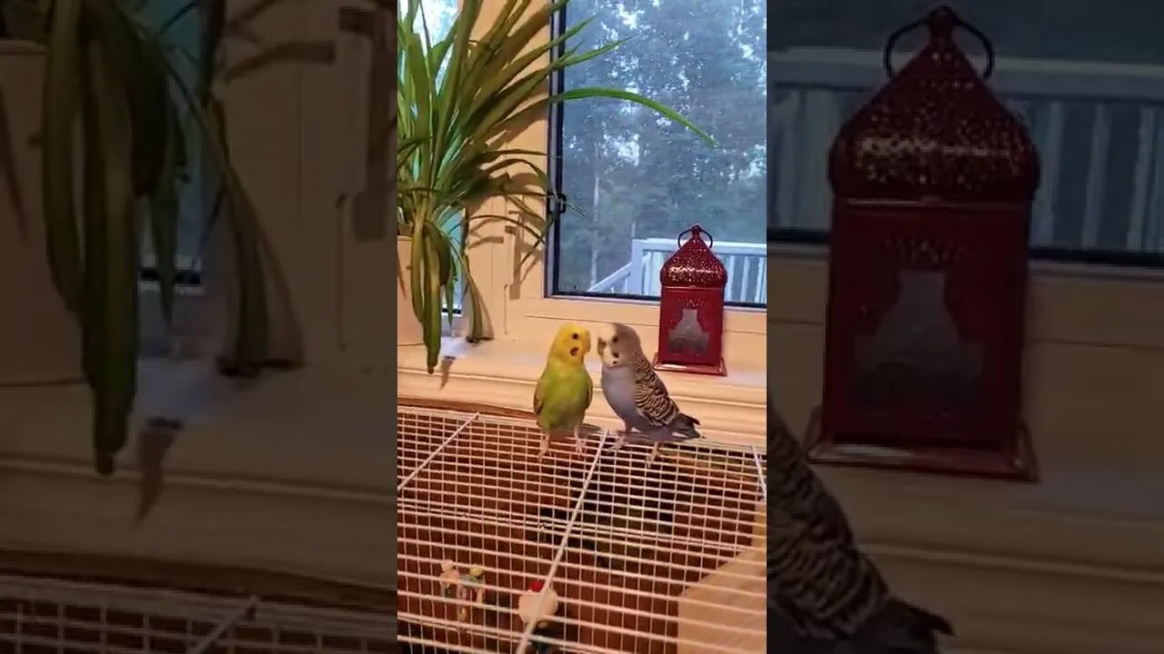 Sneaking Up On My Budgies 😅 #funny #animallover #youtubeshorts #shorts #parrot