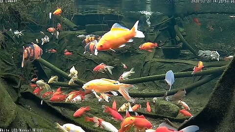 koi and goldfish pond 201227