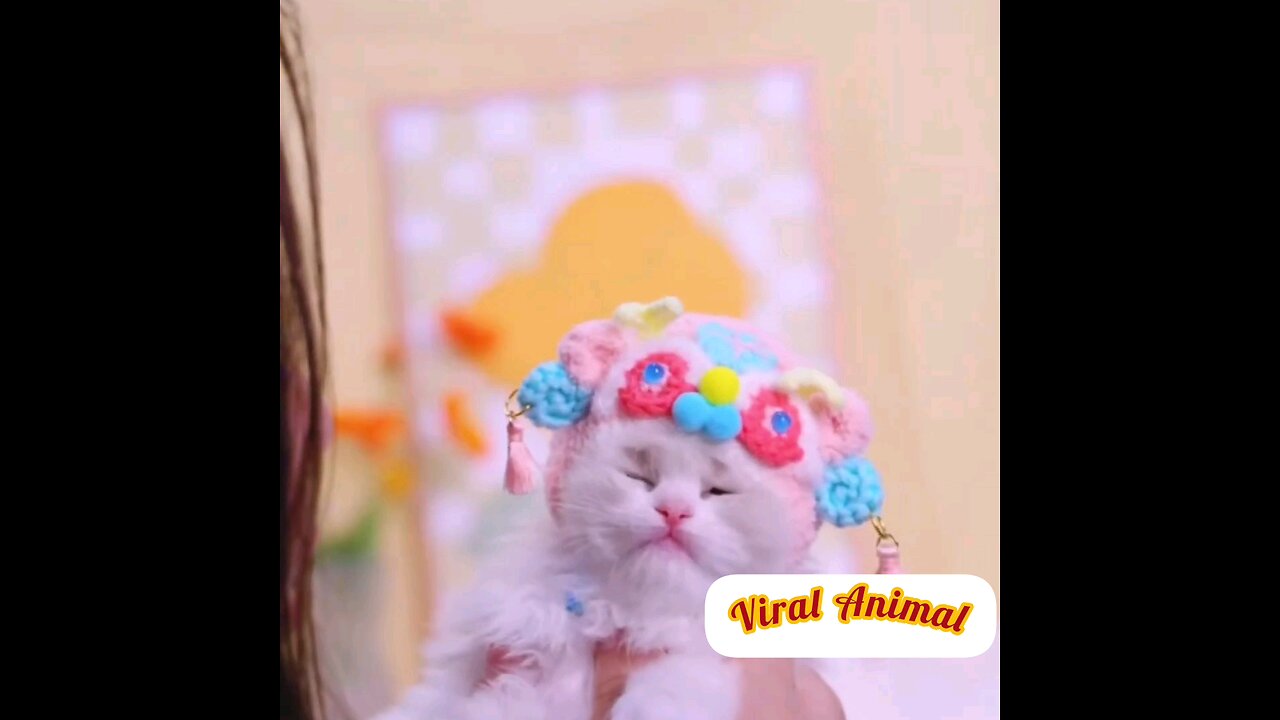 beautiful kittens 🐱 Amazing video