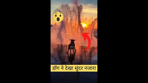 डॉग ने देखा सुंदर नजारा😱Dog saw a beautiful sight👈