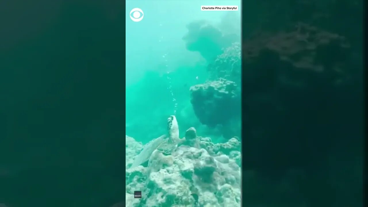 Calming footage shows a sea turtle serenely blowing bubbles underwater in Cook Islands —