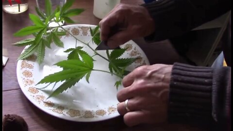 How to Cut Cannabis Clones