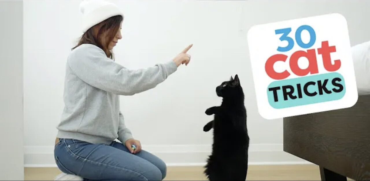 30 tricks To teach your cat