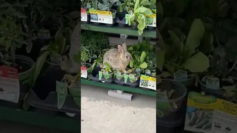 Rabbit gives himself a smorgasbord at the Colorado store